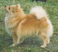 Tirhan Lady Angelica