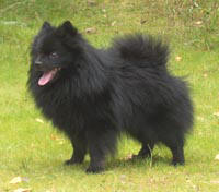 Tirhan Master Arthur