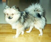 Tirhan Emily Assesso