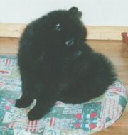 Tirhan Enrique Azzur