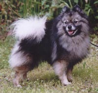 Findelin Charm-Mick