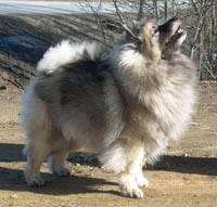 Lohamras Beautiful Stranger